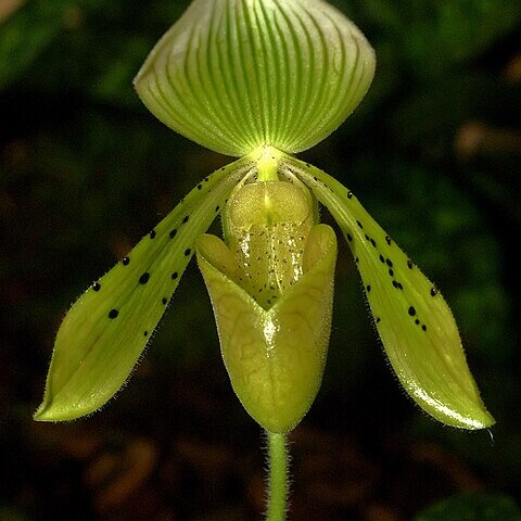 Paphiopedilum braemii unspecified picture