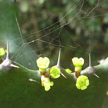 Euphorbia antiquorum unspecified picture