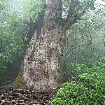 Cryptomeria unspecified picture