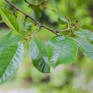 Alnus ferdinandi-coburgii unspecified picture