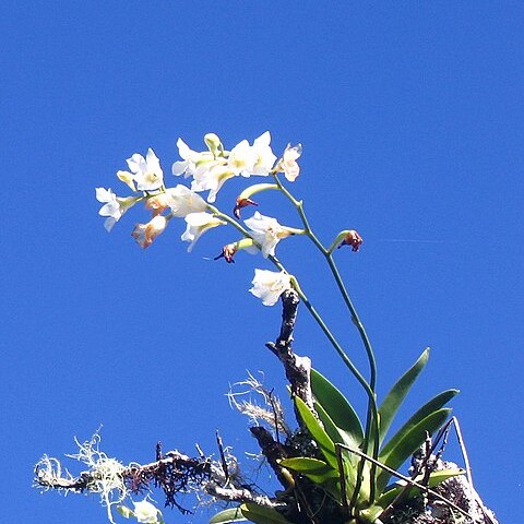 Beclardia macrostachys unspecified picture