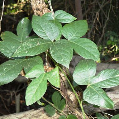 Dalechampia scandens var. natalensis unspecified picture