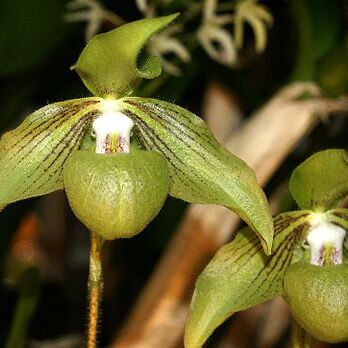 Paphiopedilum jackii unspecified picture