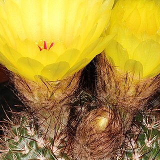 Parodia werdermanniana unspecified picture