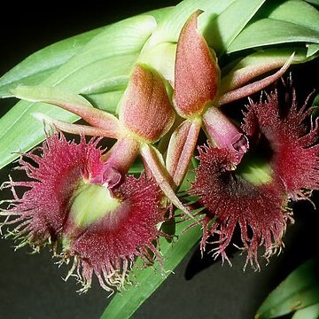 Epidendrum medusae unspecified picture