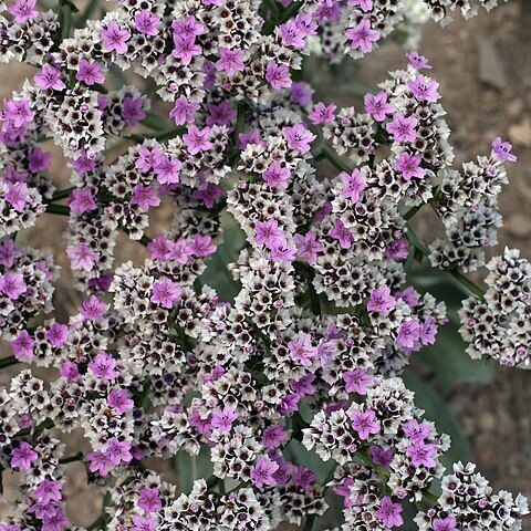 Goniolimon speciosum unspecified picture