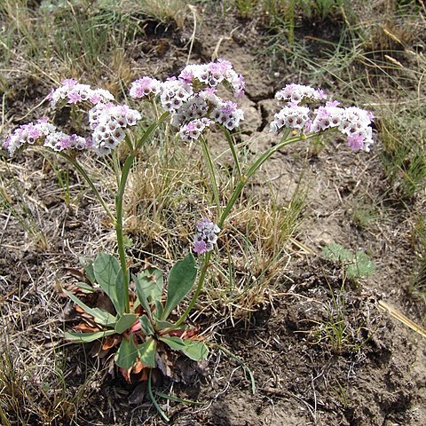 Goniolimon speciosum unspecified picture