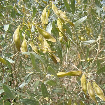 Ammodendron bifolium unspecified picture