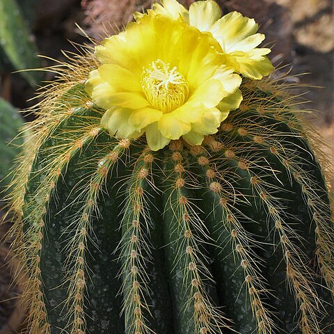 Parodia claviceps unspecified picture