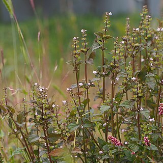 Mosla dianthera unspecified picture