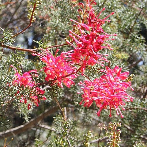 Grevillea georgeana unspecified picture