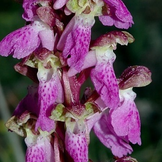 Orchis spitzelii subsp. spitzelii unspecified picture