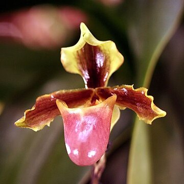 Paphiopedilum herrmannii unspecified picture