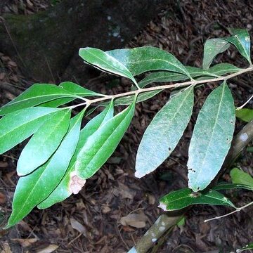 Notelaea longifolia unspecified picture