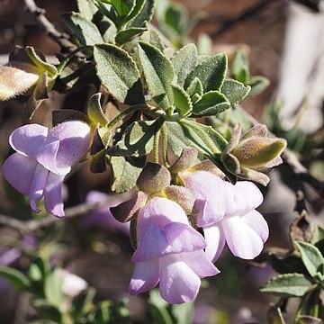 Eremophila georgei unspecified picture