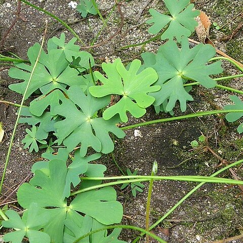 Marsilea schelpeana unspecified picture