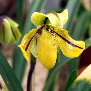 Paphiopedilum druryi unspecified picture