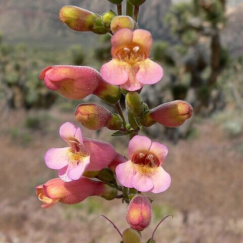 Penstemon bicolor unspecified picture