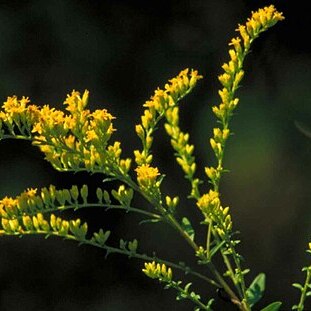 Solidago shortii unspecified picture