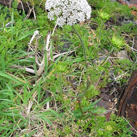 Daucus carota subsp. azoricus unspecified picture