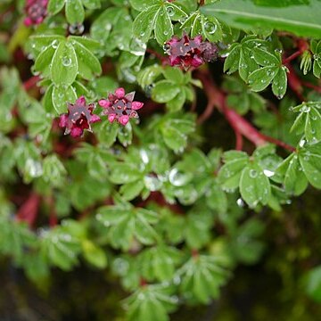 Sibbaldia purpurea unspecified picture