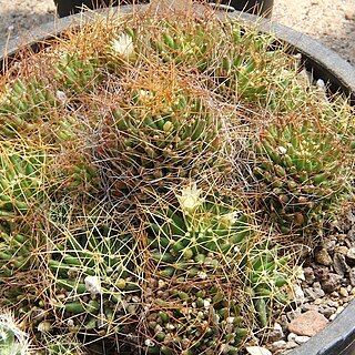 Mammillaria decipiens unspecified picture