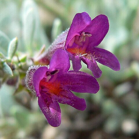 Penstemon thompsoniae unspecified picture