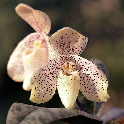 Paphiopedilum concolor unspecified picture