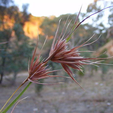 Themeda unspecified picture