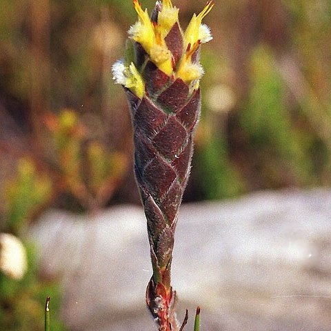 Mimetes palustris unspecified picture