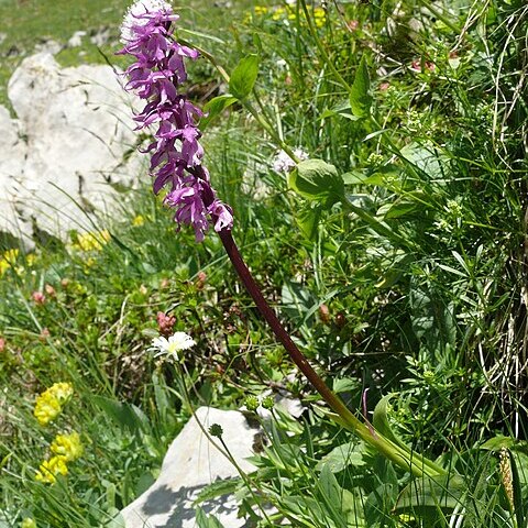 Orchis mascula subsp. speciosa unspecified picture