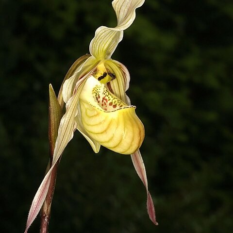 Phragmipedium pearcei unspecified picture