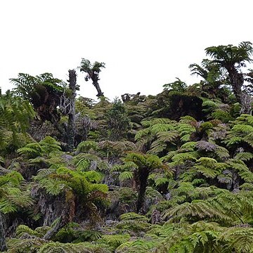 Dicksonia externa unspecified picture