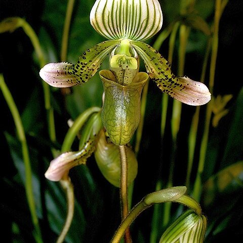 Paphiopedilum schoseri unspecified picture