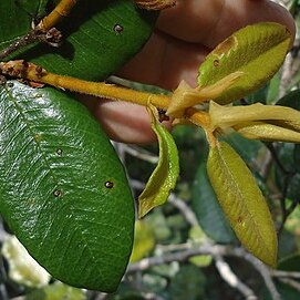 Parinari leontopitheci unspecified picture