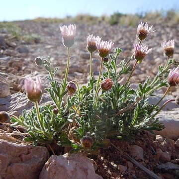 Erigeron allochrous unspecified picture