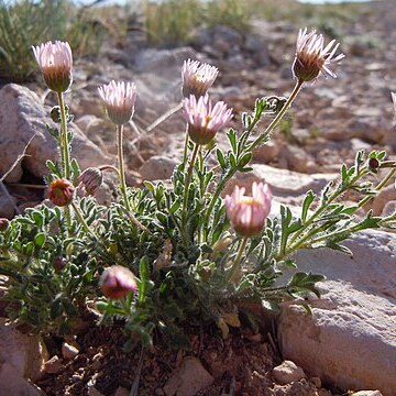 Erigeron allocotus unspecified picture