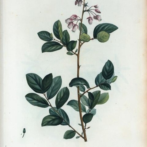 Lyonia mariana unspecified picture