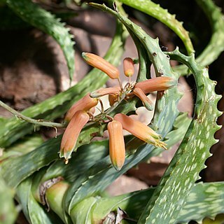 Aloe andringitrensis unspecified picture