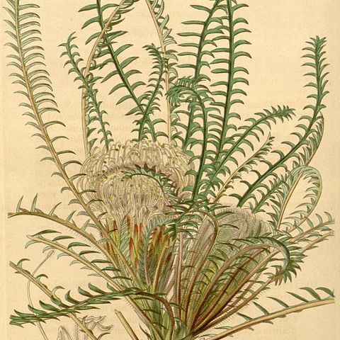 Banksia arctotidis unspecified picture