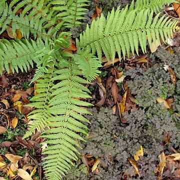 Dryopteris pseudofilix-mas unspecified picture