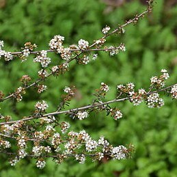 Kunzea tenuicaulis unspecified picture