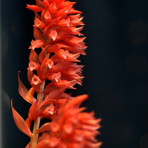 Stenorrhynchos speciosum unspecified picture