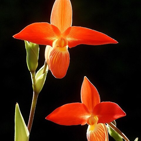 Phragmipedium besseae unspecified picture