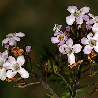 Selago longipedicellata unspecified picture