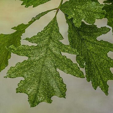 Quercus x humidicola unspecified picture