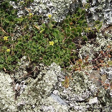 Oxalis thompsoniae unspecified picture