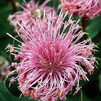 Isopogon latifolius unspecified picture