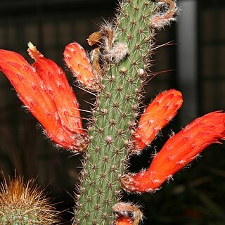 Cleistocactus baumannii subsp. horstii unspecified picture