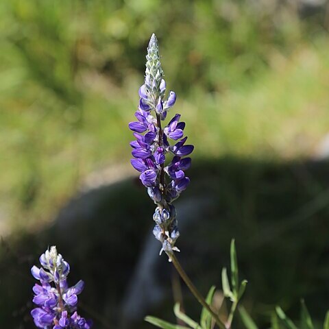 Lupinus pratensis unspecified picture